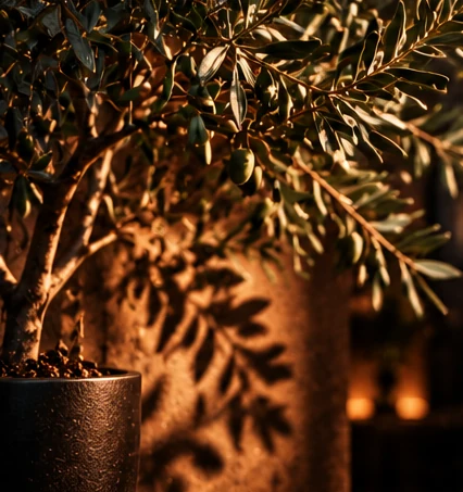Olive tree leaves catching warm bronze light